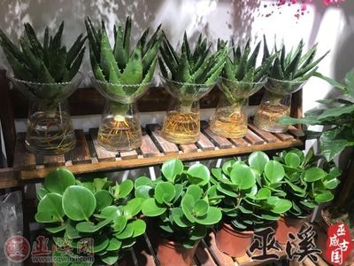健康過元宵，綠色植物成禮品“新寵”